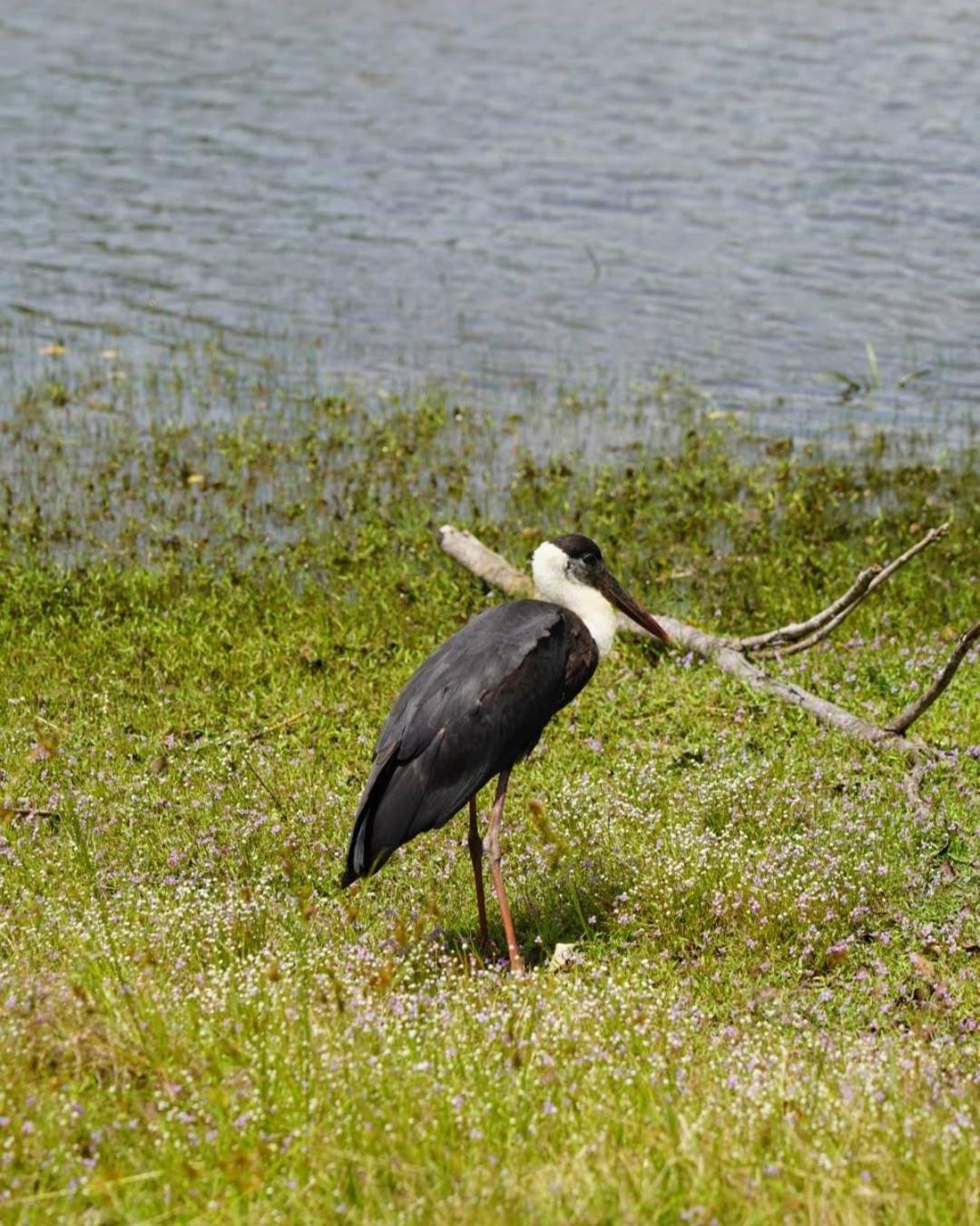Wilpattu Lakwin Guest Hotel Pahala Maragahawewa Buitenkant foto